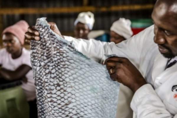 600x400 perca cuero pescado piel moda sostenible fao